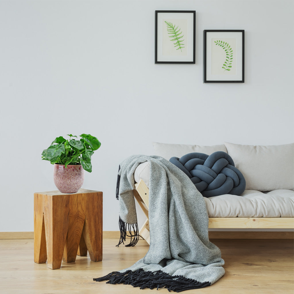 philodendron atom entretien Philodendron Atom: Plante Compacte et Facile d'Entretien pour la Maison et le Bureau – Bloombox Club FR