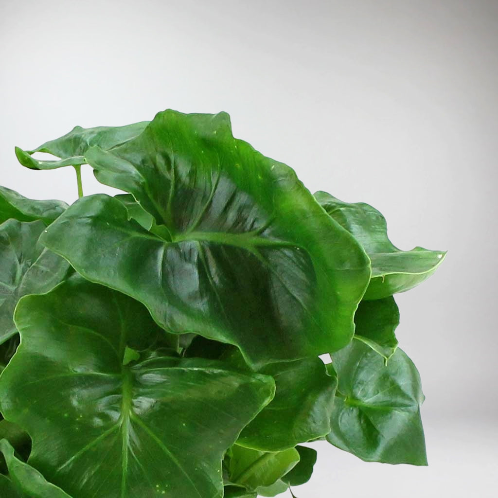 philodendron atom pflege Philodendron Atom: Plante Compacte et Facile d'Entretien pour la Maison et le Bureau – Bloombox Club FR
