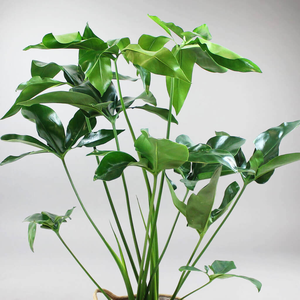 philodendron goeldii green wonder Plante Philodendron Goeldii Grande: Beauté Exotique pour Votre Maison – Bloombox Club FR