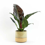 Philodendron Imperial Red 