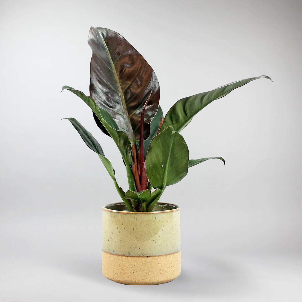 philodendron imperial red entretien Philodendron Rouge Impérial: Plante d'Intérieur Facile d'Entretien et Purificatrice d'Air – Bloombox Club FR