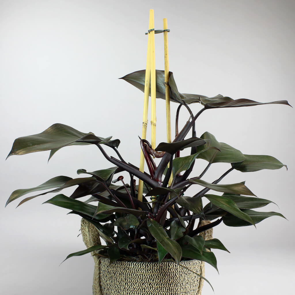 philodendron rouge Philodendron Rouge | Philodendron Red