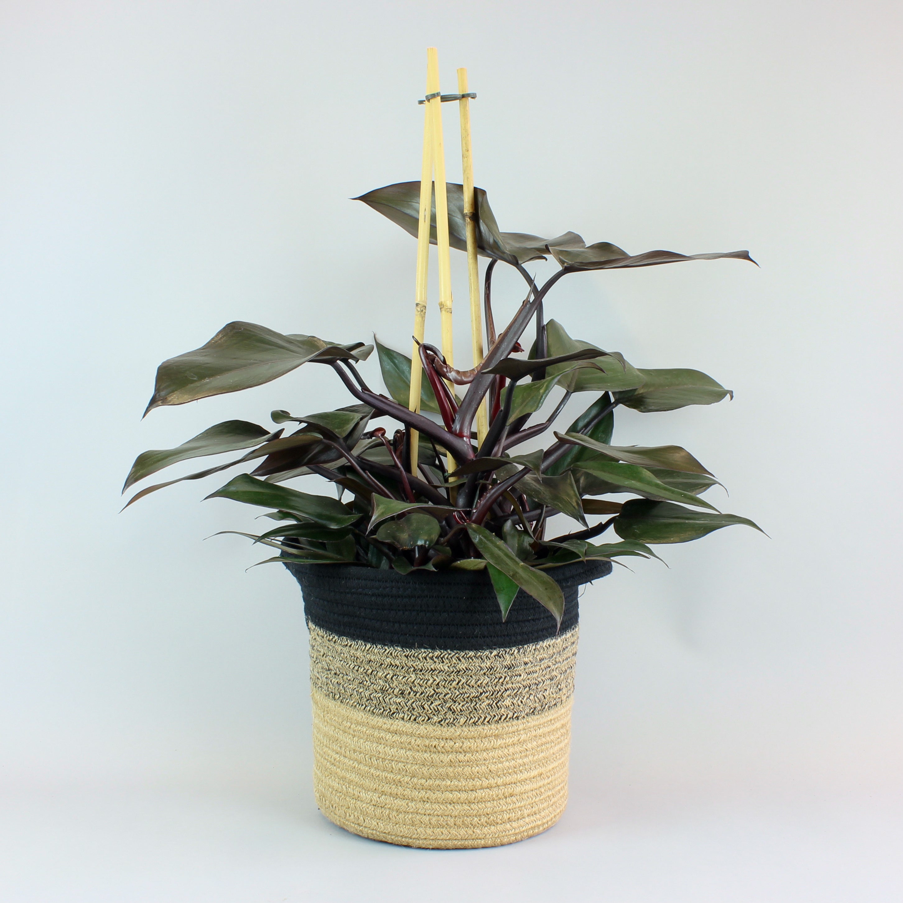 philodendron imperial red entretien Philodendron Rouge Impérial: Plante d'Intérieur Facile d'Entretien et Purificatrice d'Air – Bloombox Club FR