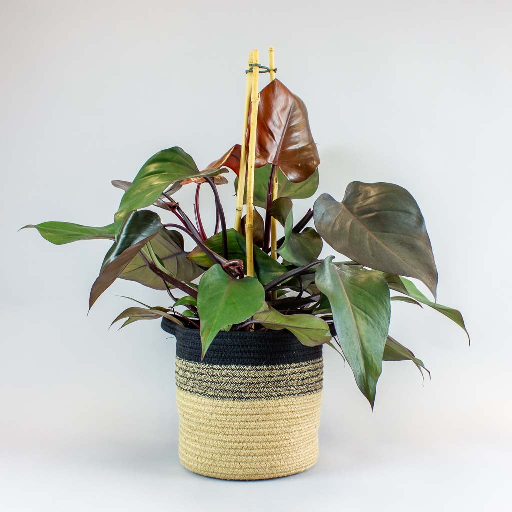 philodendron ruby Acheter Philodendron Ruby | Plantes d interieur