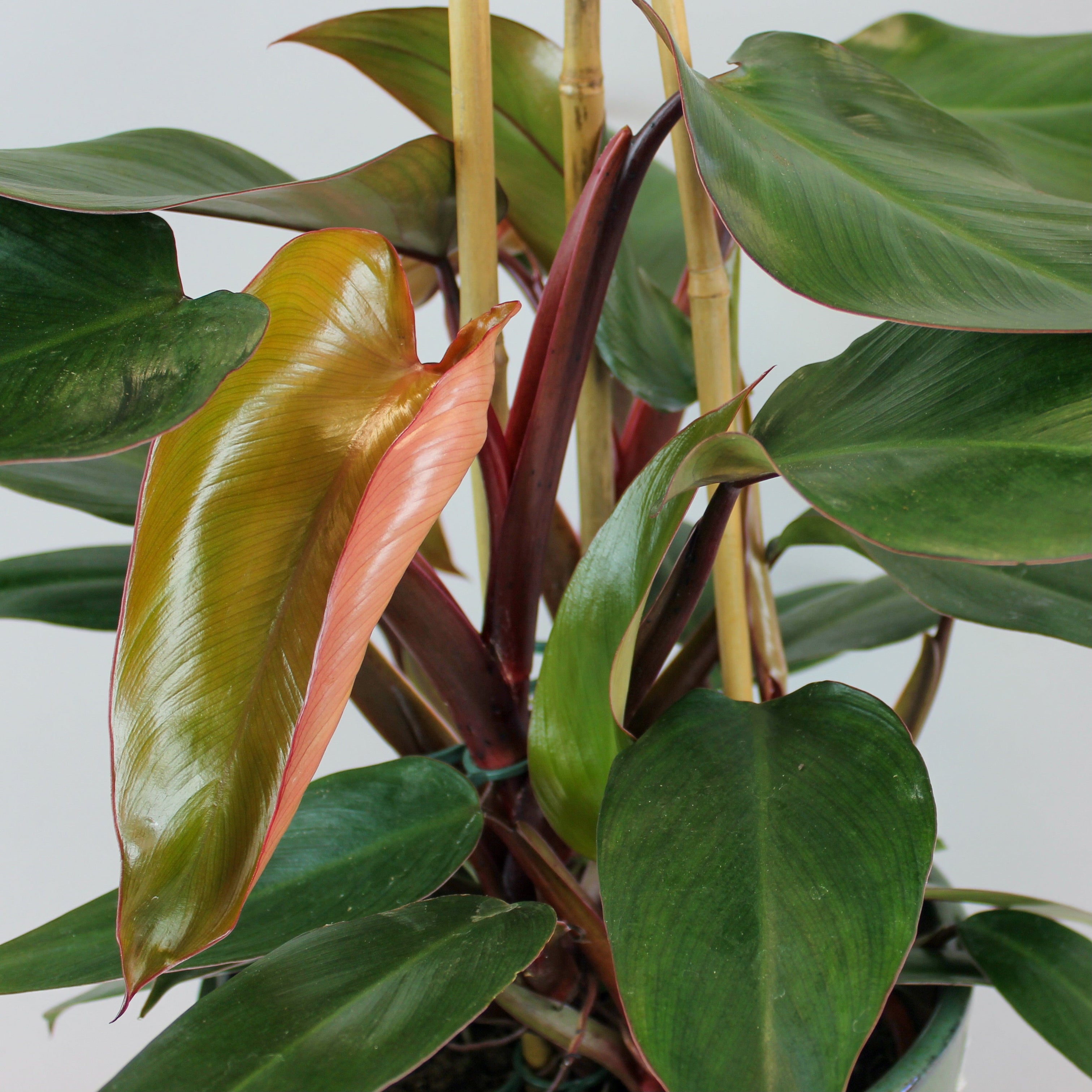 philodendron ruby Acheter Philodendron Ruby | Plantes d interieur