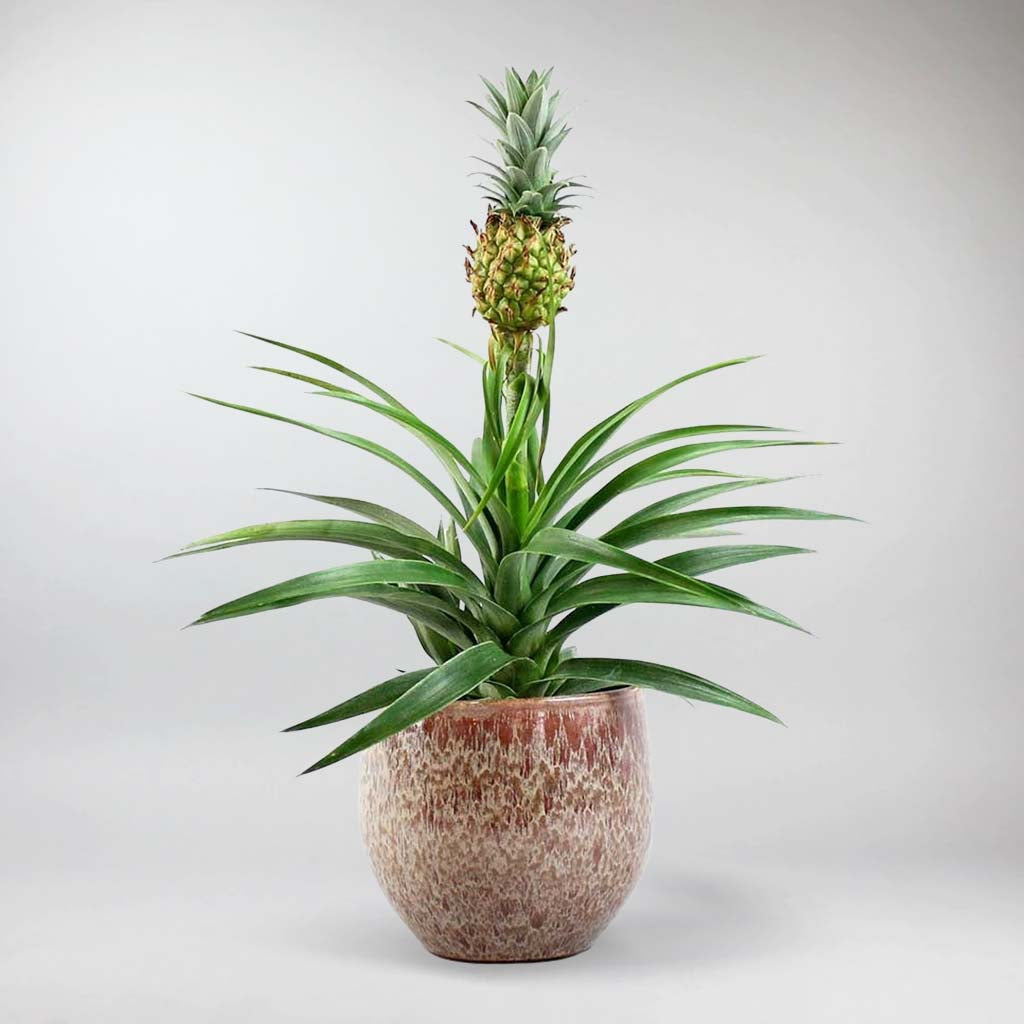 Plante d'ananas - 40 cm