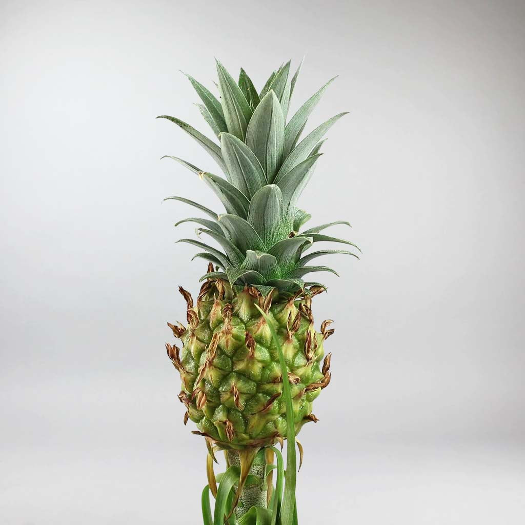 Acheter Plante d' Ananas en ligne Petite Plante Bloombox Club FR — free download