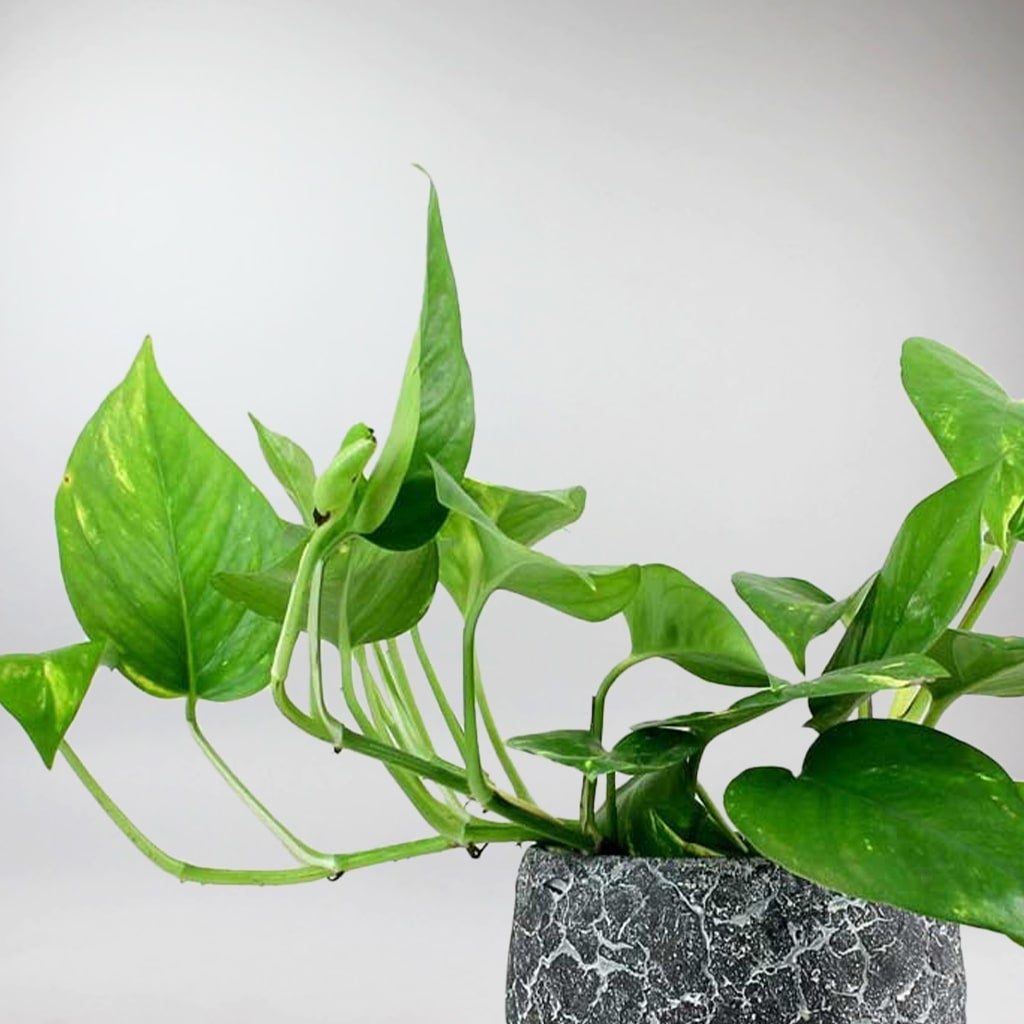 pothos plante Pothos Doré | Epipremnum Aureum