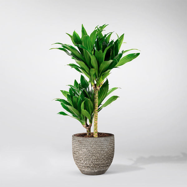 Dragonnier Parfumé: Plante d'Intérieur Facile Purificatrice d'Air FR –  Bloombox Club FR