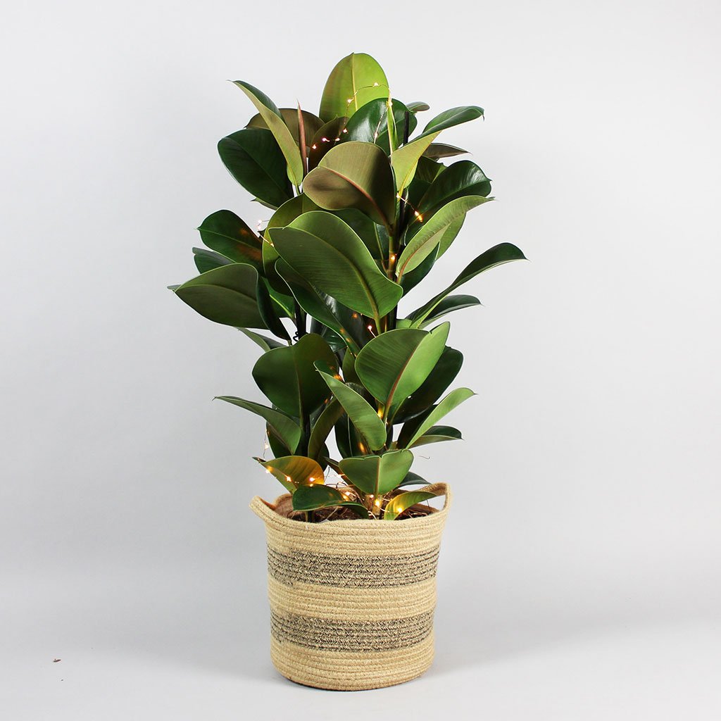 Giant Plant Ficus Elastica Robusta - Plante Caoutchouc 70-80 Cm - Plante D'intérieur Facile D'entretien Plante Caoutchouc Ficus Robusta 70cm