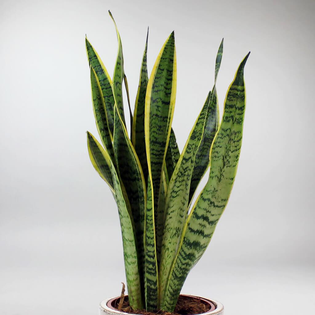 snake plant in french Plante Langue de Belle mère Laurentii: Meilleure Plante Purificatrice d'Air pour la Maison – Bloombox Club FR