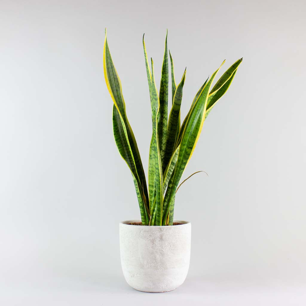 sansevieria signification spirituelle Plante Langue de Belle mère Laurentii: Meilleure Plante Purificatrice d'Air pour la Maison – Bloombox Club FR
