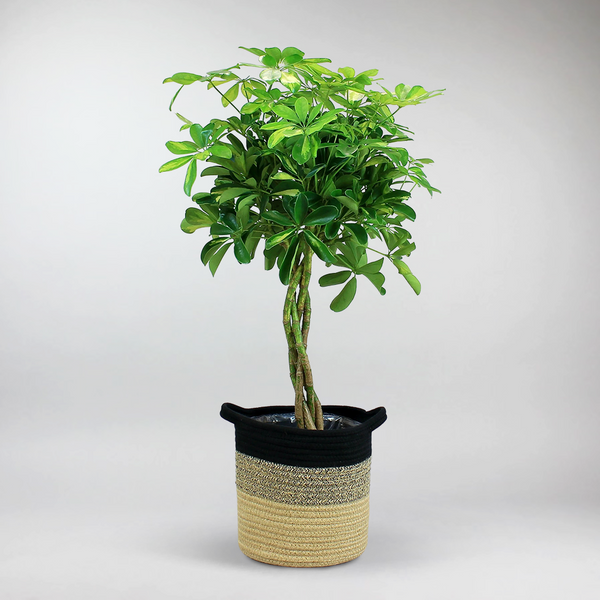 arbre-parapluie schefflera arboricola Arbre Parapluie Nain 'Gold Capella'