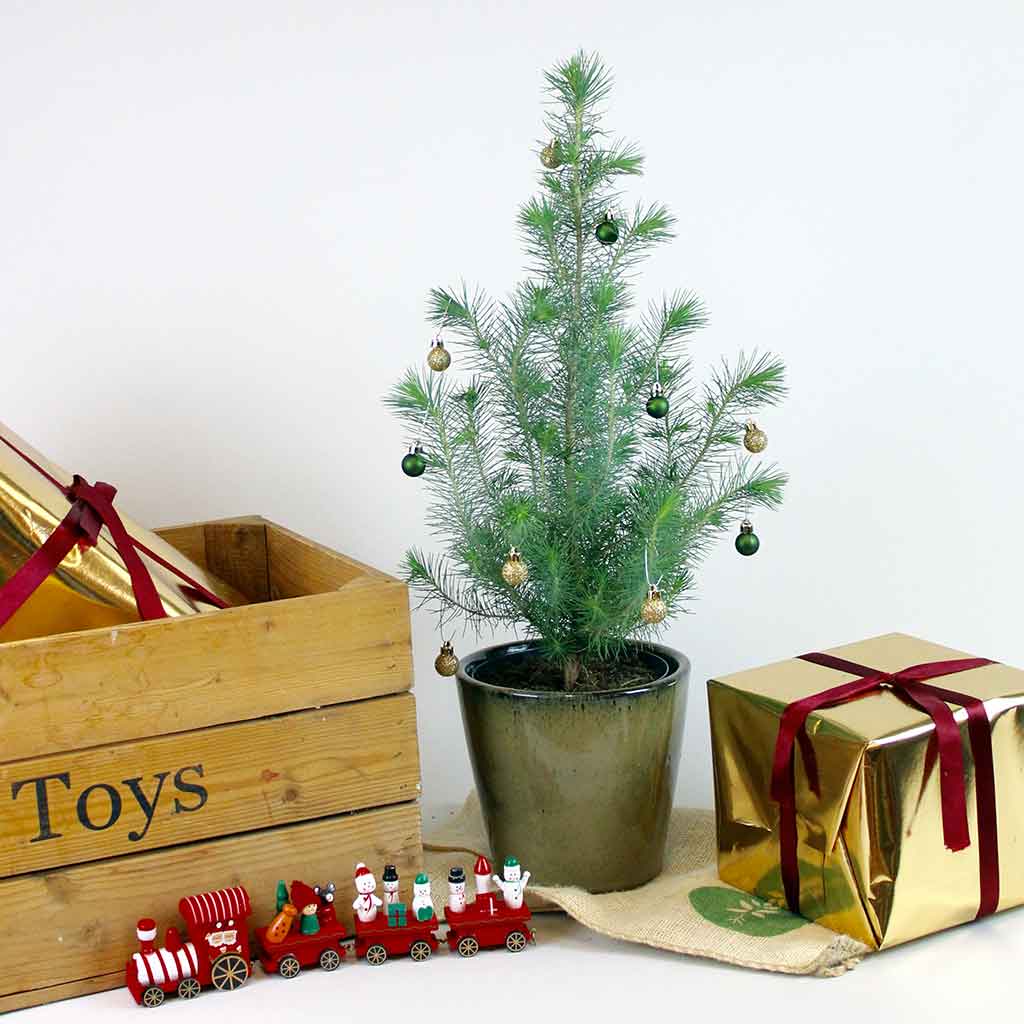 Silver Crest | Pinus pinea 'Silver Crest'