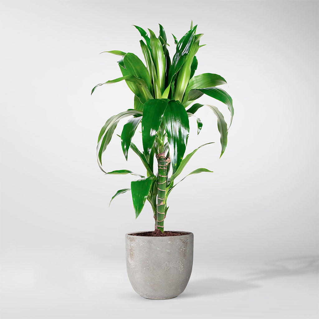 plante dracaena fragrans Acheter Dragonnier Parfumé | Plantes d interieur