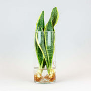hydroponic sansevieria in a cylindrical glass