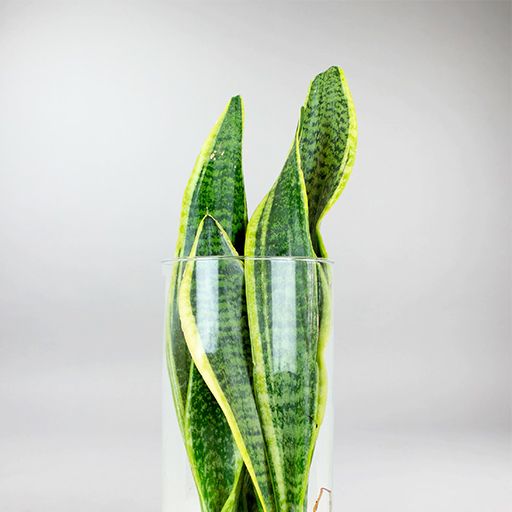 sansevieria bienfaits Sansevieria Hydroponique: Plante Purificatrice d'Air Nocturne & Chance de Feng Shui – Bloombox Club FR